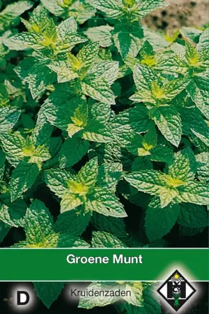 Deal - Groene Munt / Mentha