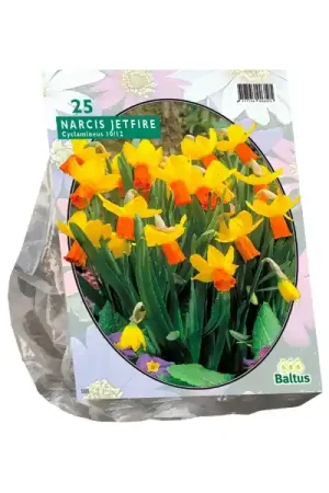 Narcis Mini Jetfire, Geel/Oranje - Tijdelijke actie