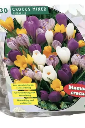 Veel gekozen | Crocus Grootbloemig, Mix per 30