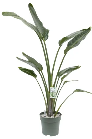 Mis het niet | Strelitzia Nicolai Ø27 cm