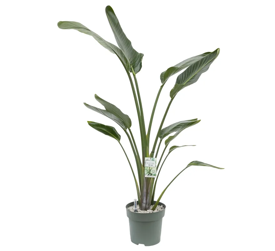 Mis het niet | Strelitzia Nicolai Ø27 cm