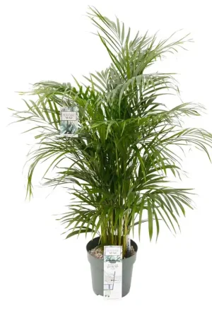 Pak je kans - Dypsis lutescens Ø27 cm