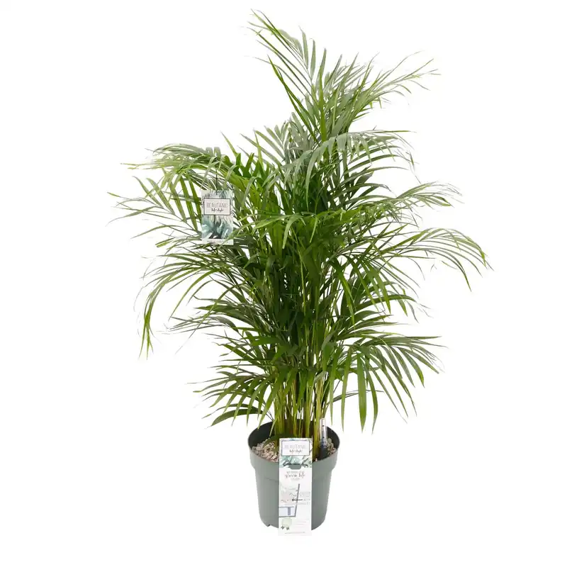 Pak je kans - Dypsis lutescens Ø27 cm