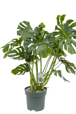 Monstera Deliciosa Ø30 cm - Nieuw binnen