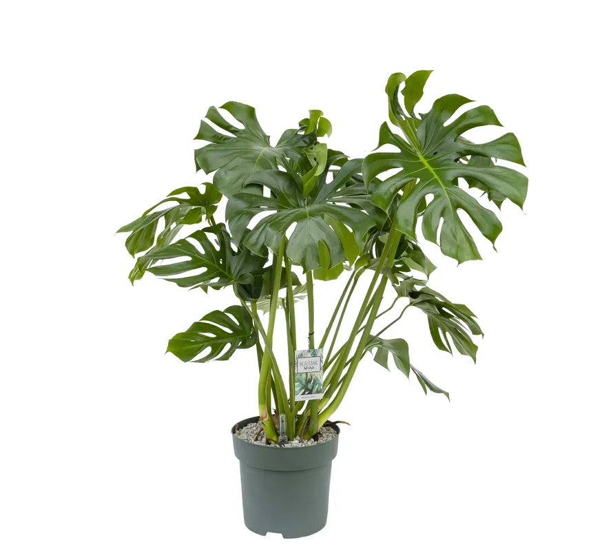 Monstera Deliciosa Ø30 cm - Nieuw binnen