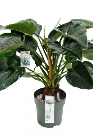 Philodendron ‘Green beauty‘ op stam Ø30 cm | Klaar voor verzending