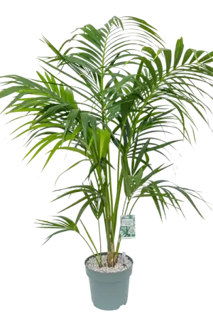 Prijsverlaging - Howea Forstriana (kentia palm) Ø27 cm