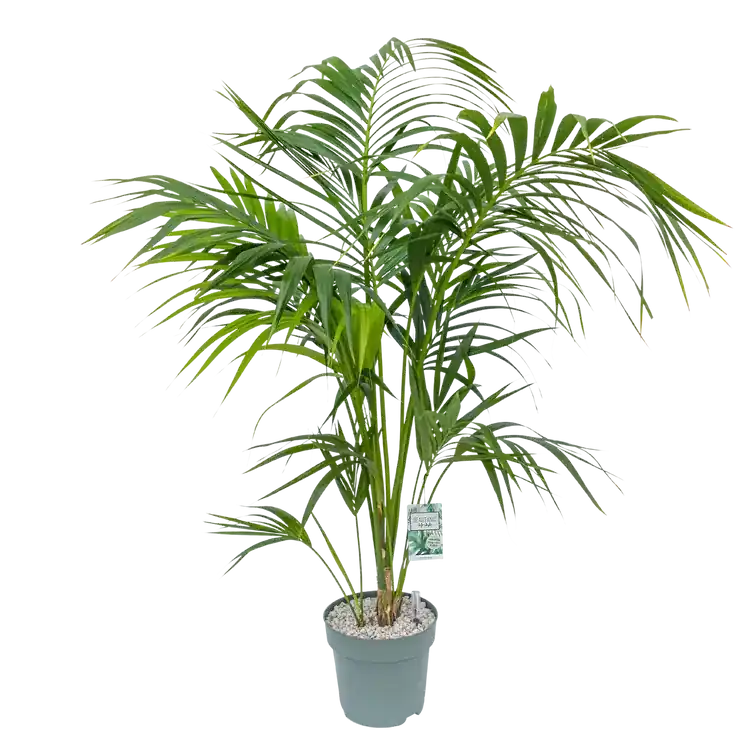 Prijsverlaging - Howea Forstriana (kentia palm) Ø27 cm