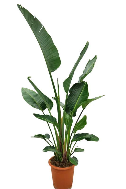 Strelitzia Nicolai | Meest verkocht