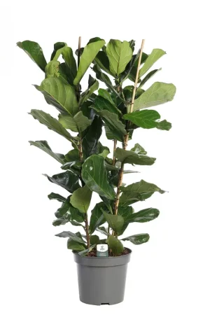 Nieuw product - Ficus Lyrata