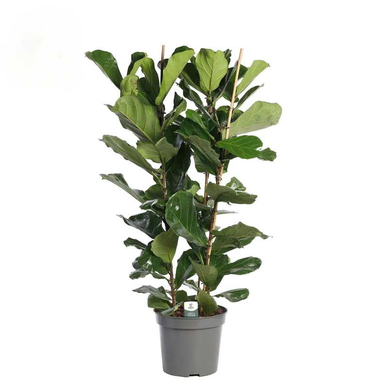 Nieuw product - Ficus Lyrata