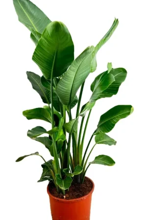 Hoge kwaliteit - Strelitzia Nicolai