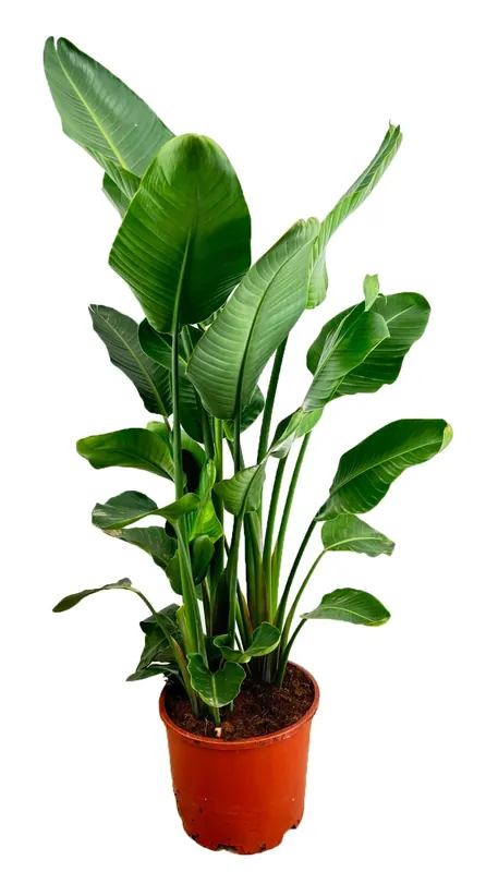 Hoge kwaliteit - Strelitzia Nicolai