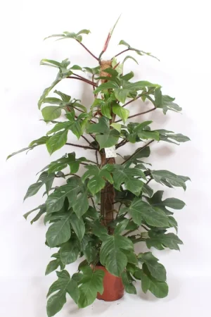 Extra korting - Philodendron Squamiferum