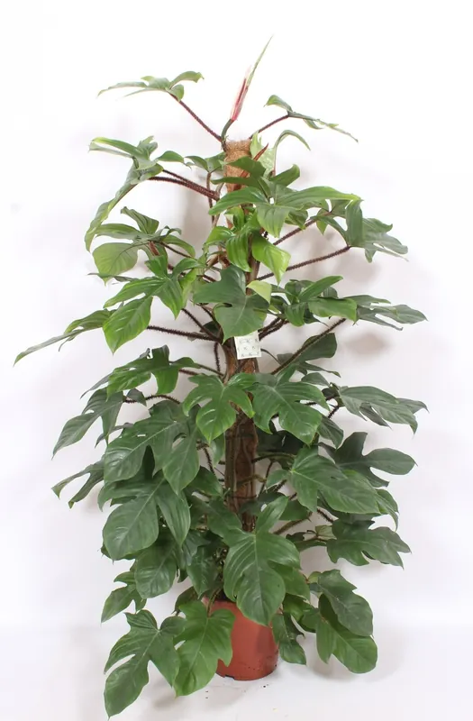 Extra korting - Philodendron Squamiferum
