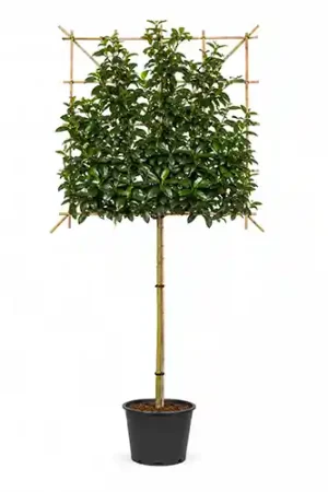 Aanbieding | Prunus ‘Elly‘ leiboom