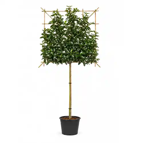 Aanbieding | Prunus ‘Elly‘ leiboom