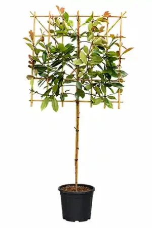 Photinia leiboom | Sale