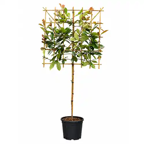 Photinia leiboom | Sale