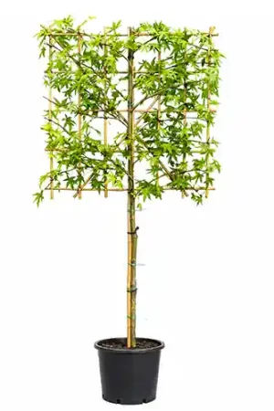 Laatste stuks | Liquidambar leiboom