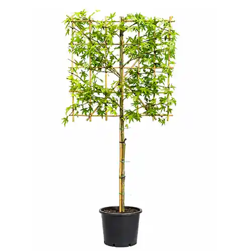 Laatste stuks | Liquidambar leiboom