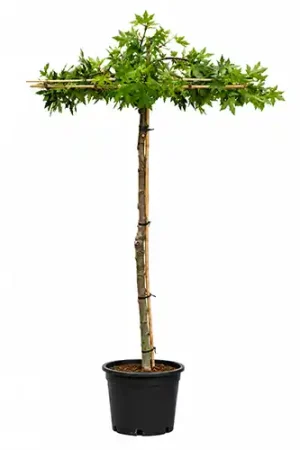 Nieuw | Liquidambar dakboom