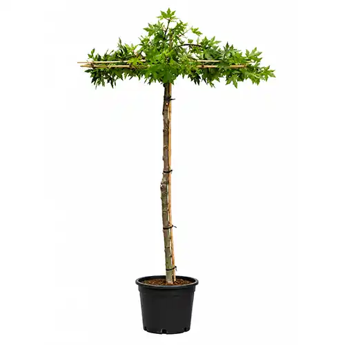 Nieuw | Liquidambar dakboom