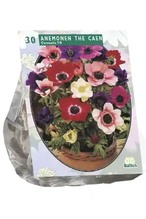 Trending - Anemone de Caen, mix per 30