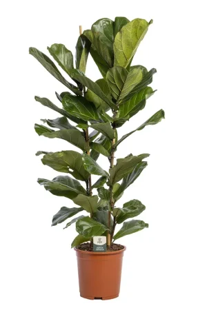 Ficus Lyrata | Gratis retourneren