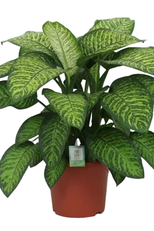 Snelle levering | Dieffenbachia Seguine Tropic Jewel