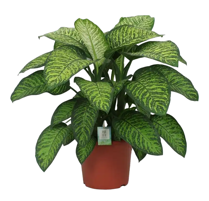 Snelle levering | Dieffenbachia Seguine Tropic Jewel