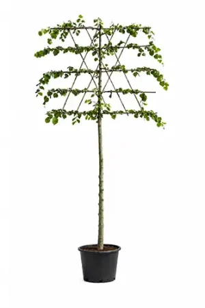 Actieprijs - Tilia Europaea leiboom