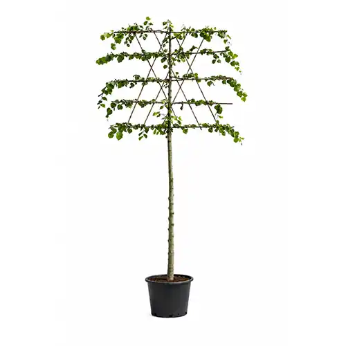 Actieprijs - Tilia Europaea leiboom