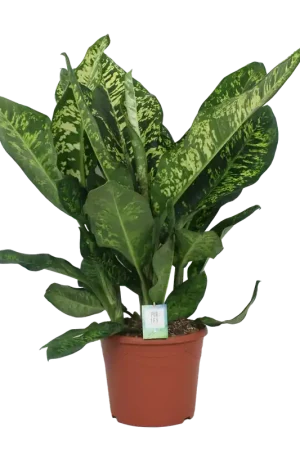Direct bestellen | Dieffenbachia Seguine ‘Crown‘