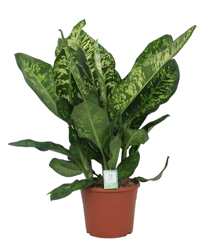 Direct bestellen | Dieffenbachia Seguine ‘Crown‘