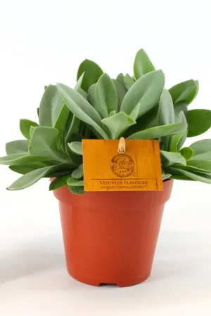 Outlet - Senecio Cephalophorus Ø12 cm