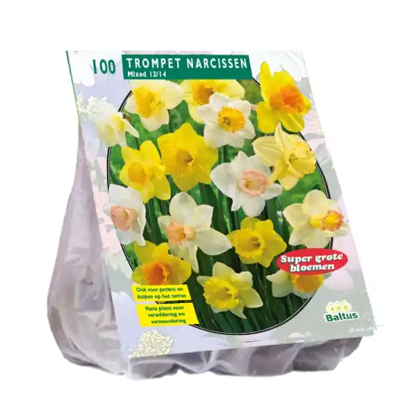 Narcis Trompet - Dagdeal