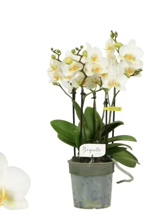 Phalaenopsis Boquetto Beauty | Sale