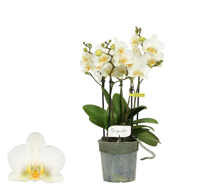 Phalaenopsis Boquetto Beauty | Sale