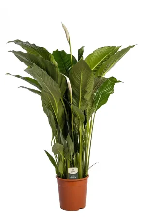 Spathiphyllum Sweet Sebastiano - Aanbieding loopt bijna af