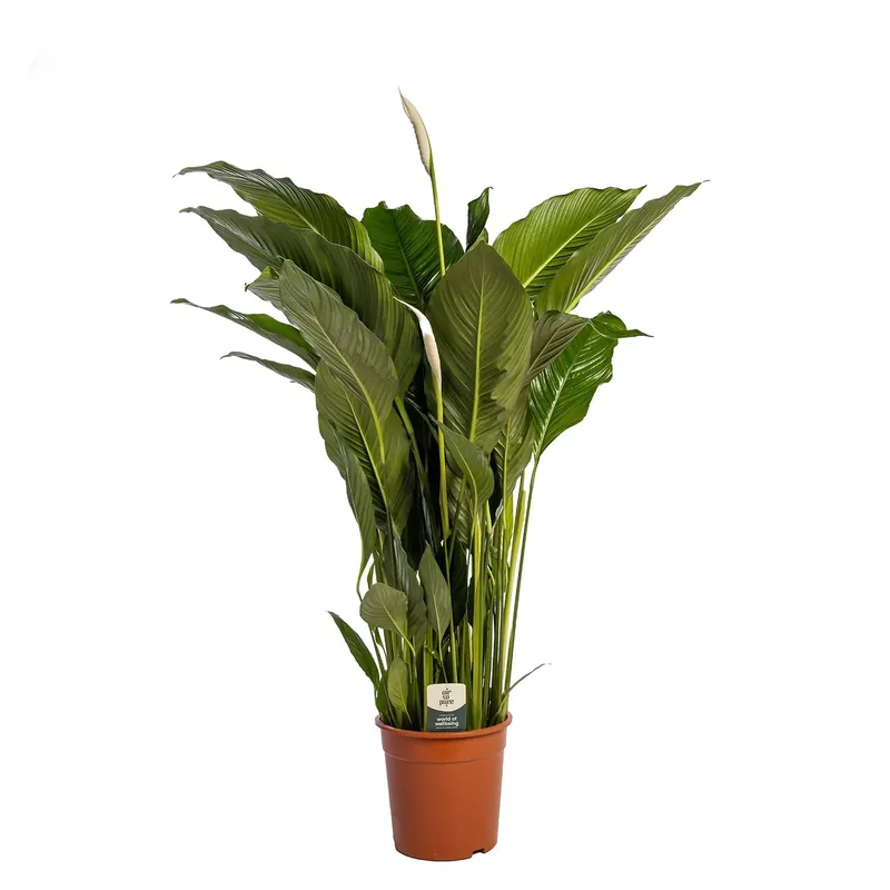 Spathiphyllum Sweet Sebastiano - Aanbieding loopt bijna af