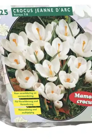 Crocus Grootbloemig, Wit | Deal