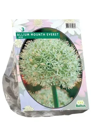 Topprijs | Allium Mount Everest