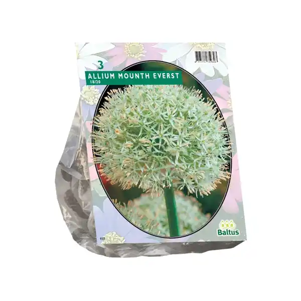 Topprijs | Allium Mount Everest