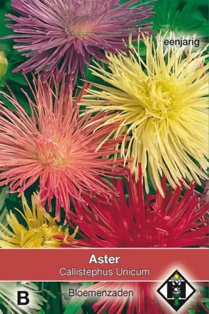 Aster chinensis Unicum | Erg populair