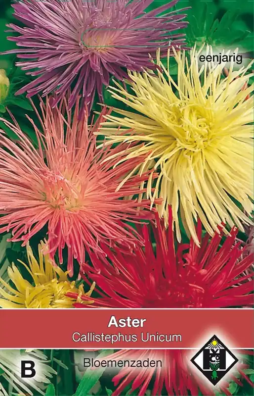 Aster chinensis Unicum | Erg populair