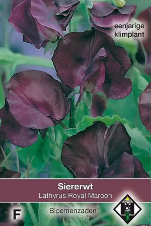 Lathyrus odoratus ‘Royal Maroon‘ - siererwt - Meest verkocht