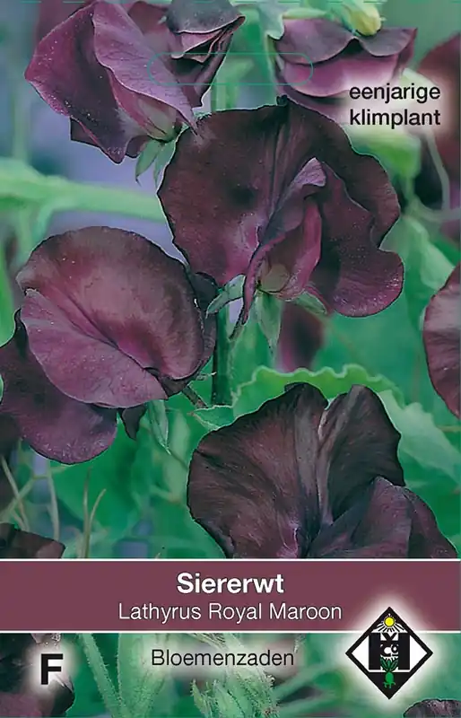 Lathyrus odoratus ‘Royal Maroon‘ - siererwt - Meest verkocht