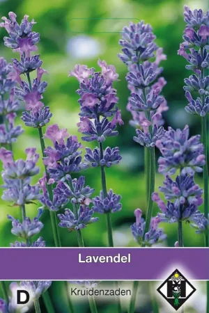 Lavendel / Lavandula - Nieuw product