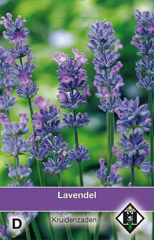 Lavendel / Lavandula - Nieuw product